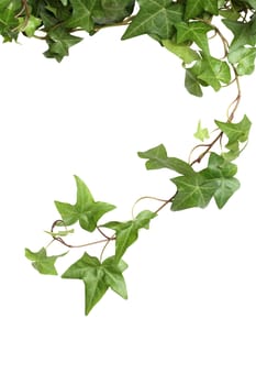 Nice green ivy isolated on white background with clipping path