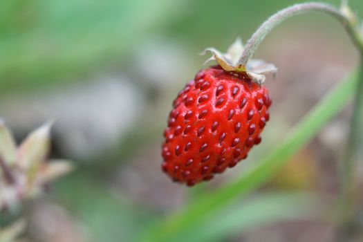 One strawberry hanging on twig on green background