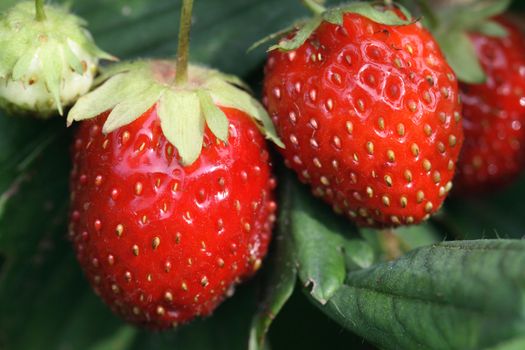 Two red strawberries hanging on twig on background with green leaves