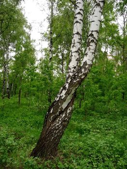 Two birches are bound at the forest