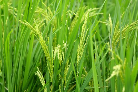 paddy rice in field