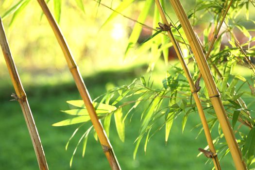 bamboo background