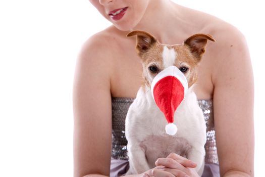 Small Jack Russel terrier with a christmas hat over it's snout