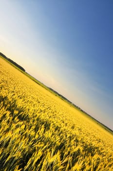 big field of wheat in sunset original concept