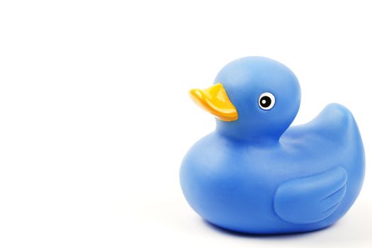 one blue rubber duck on white background