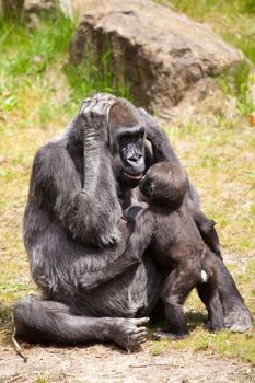 Mother gorilla holding her hands for her ears with baby young in front of her