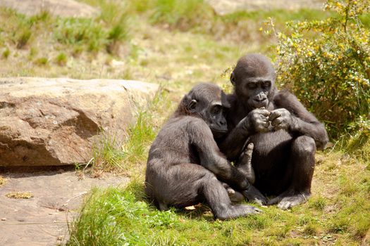 Two young gorillas seeking company together