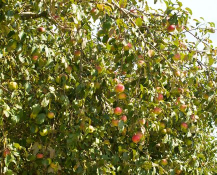 apple-tree with ripe red apples