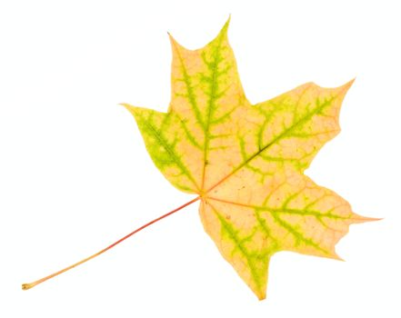 fallen yellow-green maple leaf, isolated on white