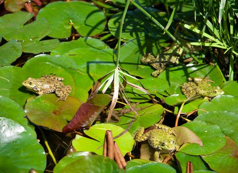 four big frogs on water-lily leaf