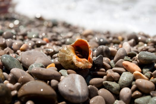 small hermit crab on pebble beach