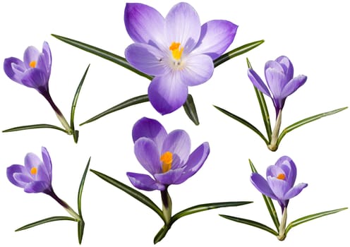 Colection of crocus flowers isolated on white background. Clipping path included to easy replace background.