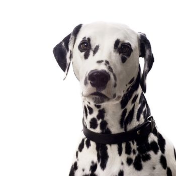 Dalmatian dog isolated on white with copyspace.