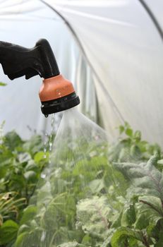 Hosepipe nozzle with water spraying over plants in a poly tunnel.