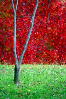 nice and cold autumn landscape