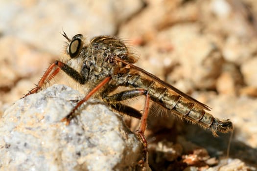 Macro/close-up shot of a robberfly