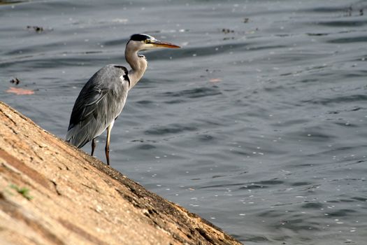 Grey Heron fishing at the waterside