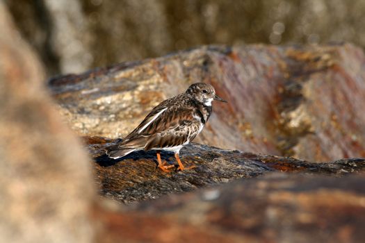 beautiful oystercatcher in the nature