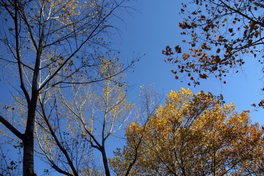 nice and cold autumn landscape