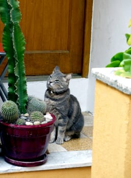 Cute grey cat standing in front of a door and behind a cactus