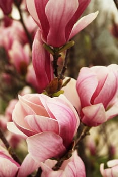 A detailed close up of pink blooming flowers.