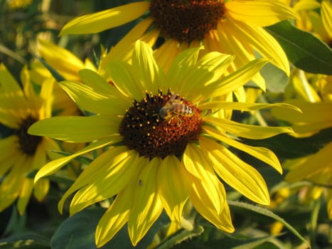 Close-up of bee on sunflower taken at late afternoon.