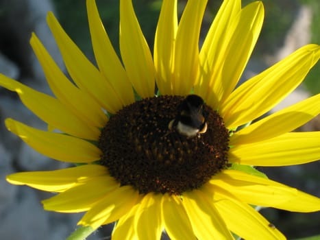 Close-up of Bumblebee on sunflower taken at late afternoon.