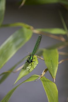 A close up image of a green dragonfly native to the UK, resting on the green leaves of a bamboo tree.