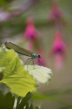 A close up image of a green dragonfly native to the UK, resting on the green leaves of a strawberry plant, with the buds of a pink fushia bush in soft focus to the background.
