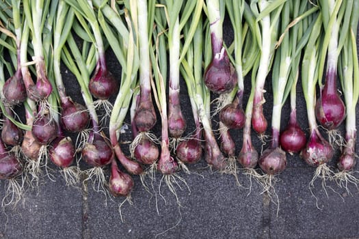 A row of freshly cultivated organically grown red onions, red baron, set in a row outside to naturally dry before storeage.