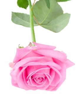 beautiful pink rose, isolated on white