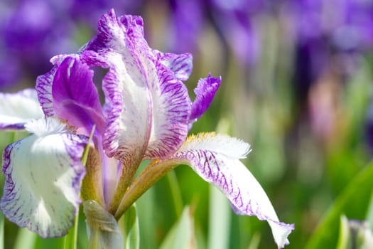 close-up iris flower on field