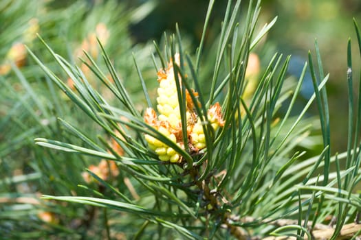 close-up new cone at pine on nature background