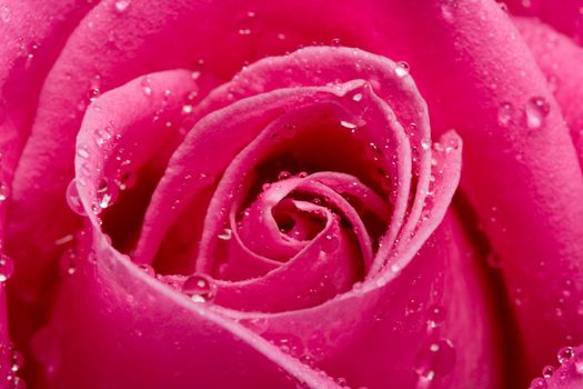 close-up pink rose with water drops, macro shot