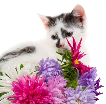 small kitten sitting near flowers, isolated on white