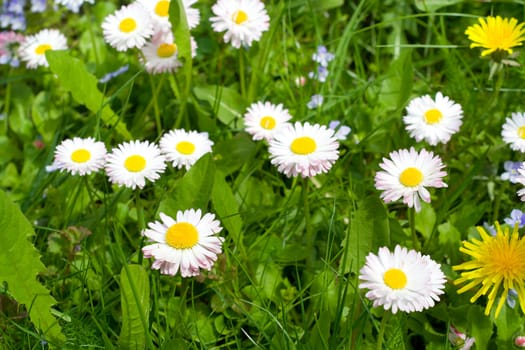 meadow with daisies and dandelions on green grass background