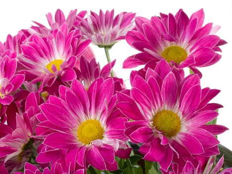 purple chrysanthemum bouquet, isolated on white