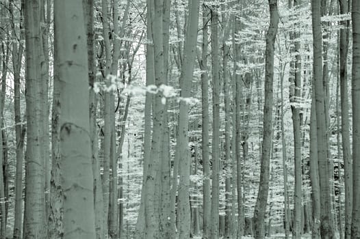 Tree trunks in a forest