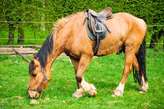 Horse with saddle in field