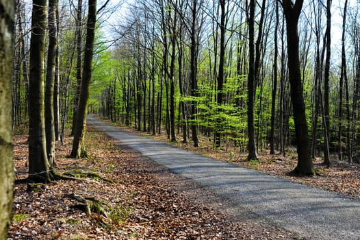 Path through the trees