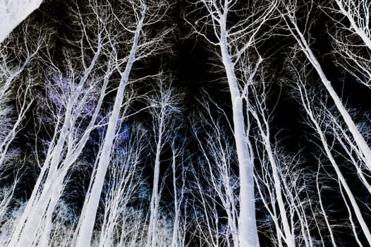 Negative image of trees and sky