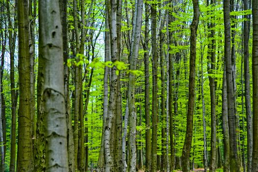 Tree trunks in a forest