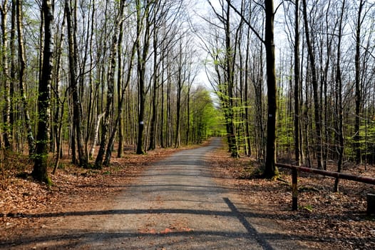 Path through the trees