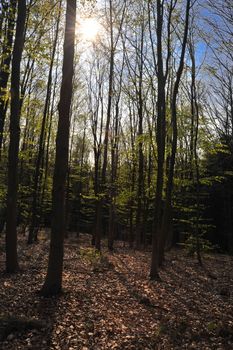 Sun shining through forest trees