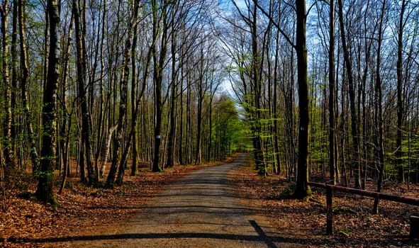 Path through the trees