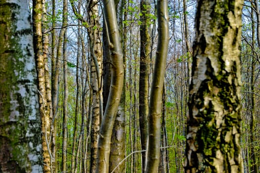 Tree trunks in a forest