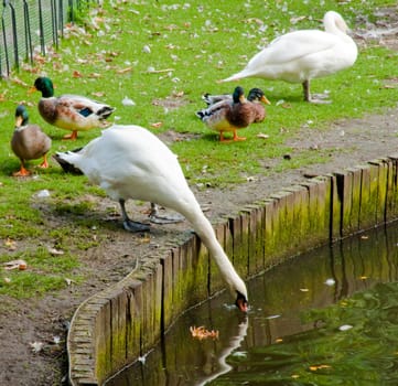 Swans and ducks in Bruges park