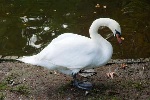 Swan in Bruges park