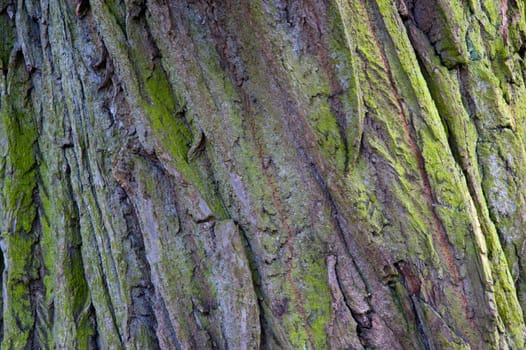 Detail of a tree trunk in Bruges