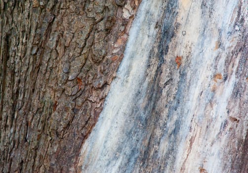 Tree trunk detail